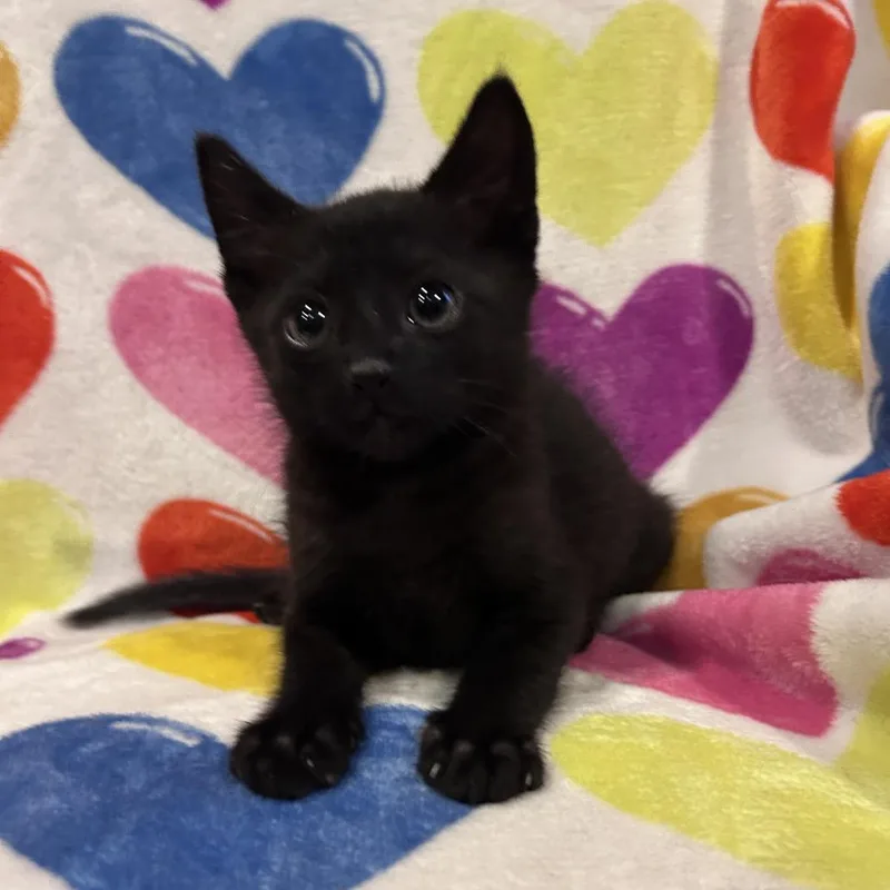 A baby small-sized male Black Domestic Short Hair cat named Shade for adoption in Bastrop, TX