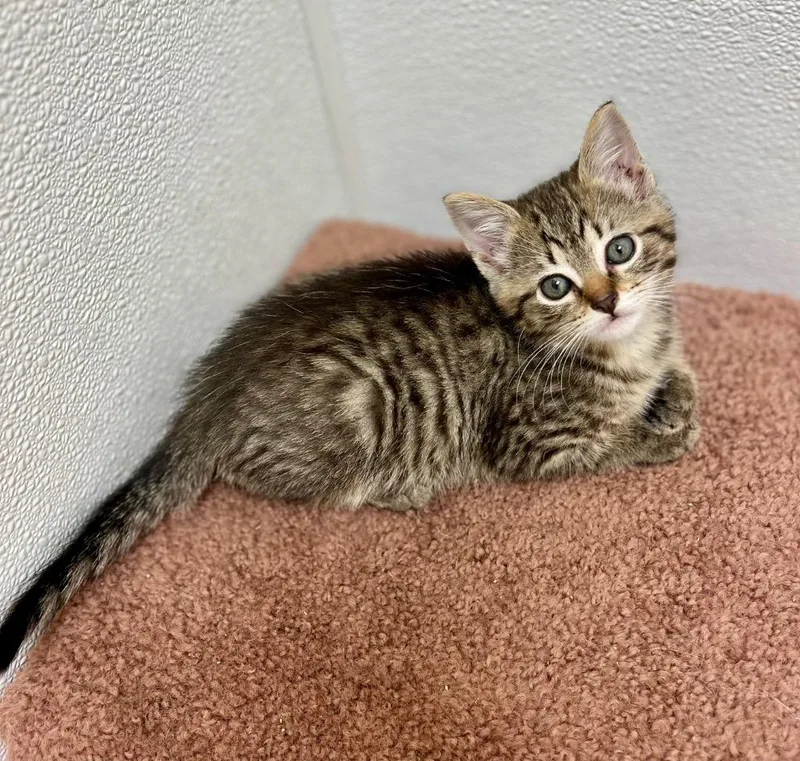 A baby small-sized female Domestic Short Hair cat named Parfait for adoption in Clinton, SC