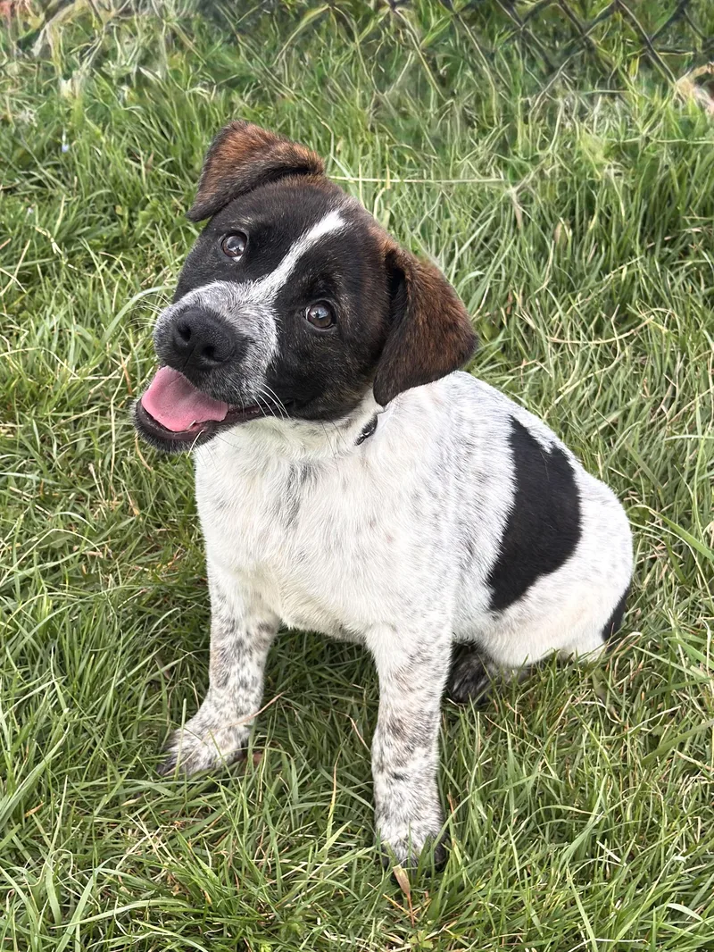 A young medium-sized female Tricolor (Brown, Black, & White) Labrador Retriever dog named Hattie for adoption in Kearneysville, WV