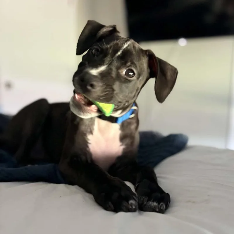A baby small-sized female Black Mixed Breed dog named Morticia for adoption in Port Richey, FL