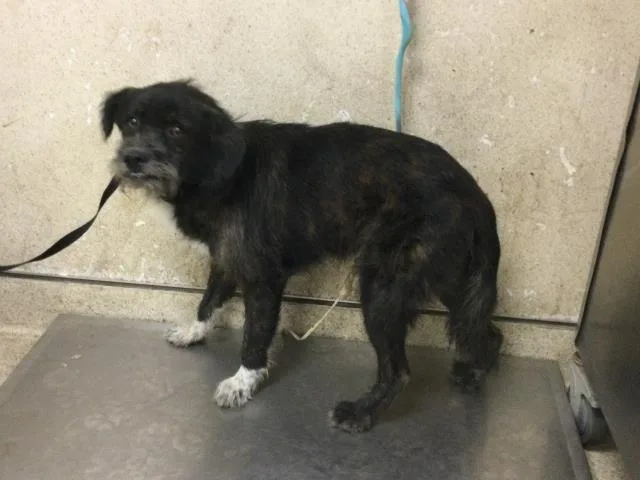 A young medium-sized male Terrier dog named Blaze for adoption in Riverside, CA