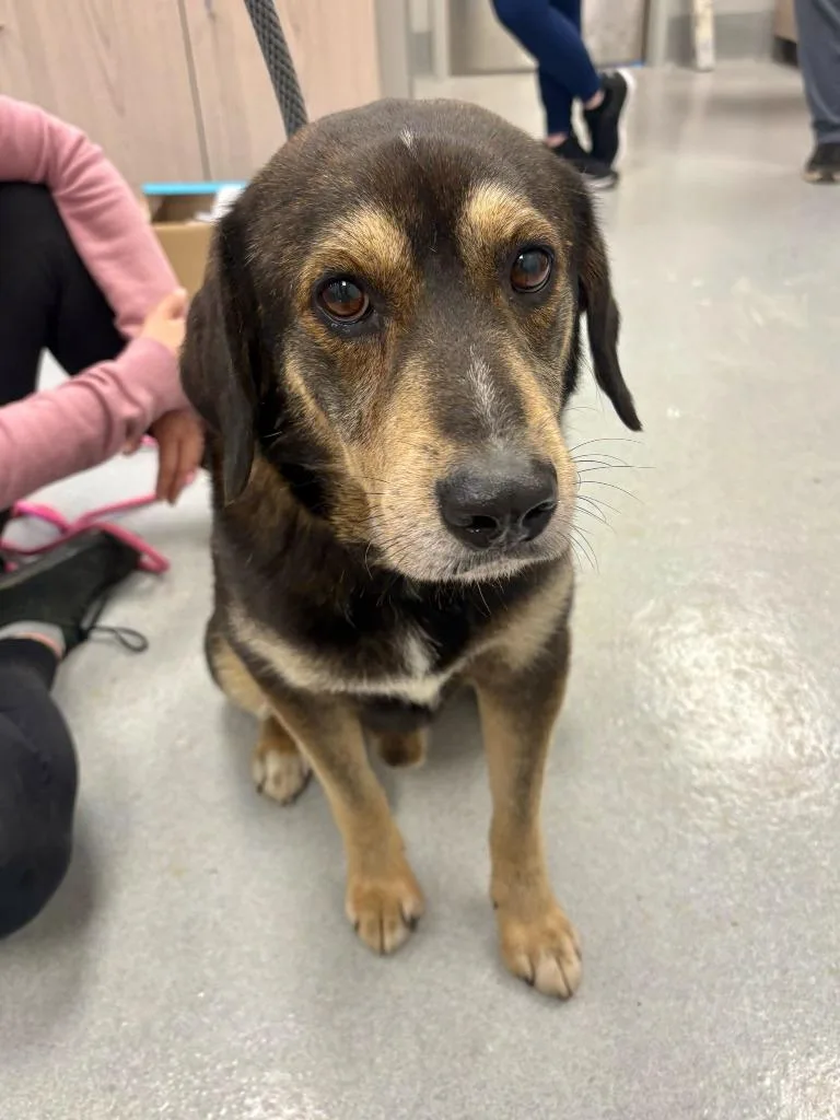 An adult large-sized male Mixed Breed dog named Jafar for adoption in Chillicothe, OH