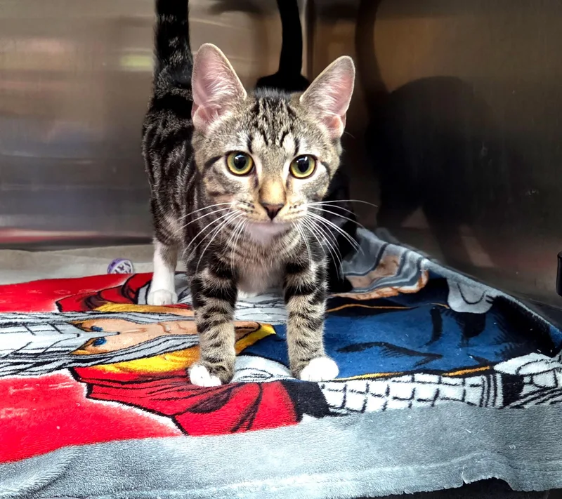 A young medium-sized male Tabby (Brown / Chocolate) Domestic Short Hair cat named Joseph for adoption in Jacksonville, FL
