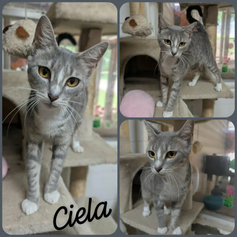 A young medium-sized female Tabby (Gray / Blue / Silver) Domestic Short Hair cat named Ciela for adoption in Ozark, AL