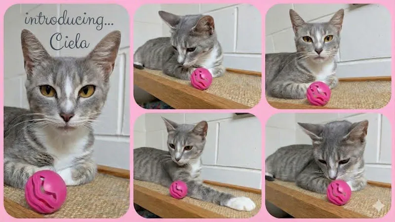 Ciela thumbnail 2