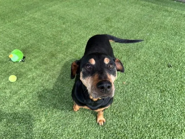 An adult large-sized female Doberman Pinscher dog named Josie for adoption in Garland, TX