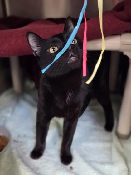 A young medium-sized male Domestic Short Hair cat named Wybie for adoption in Westland, MI