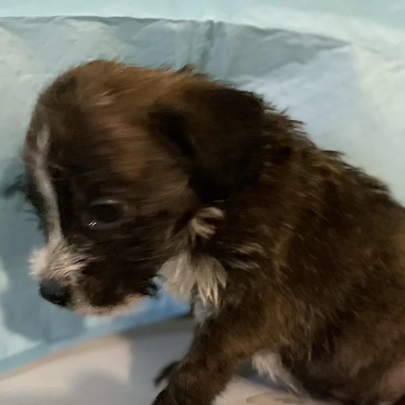 A baby medium-sized male Brindle English Bulldog dog named Sven for adoption in Mundelein, IL