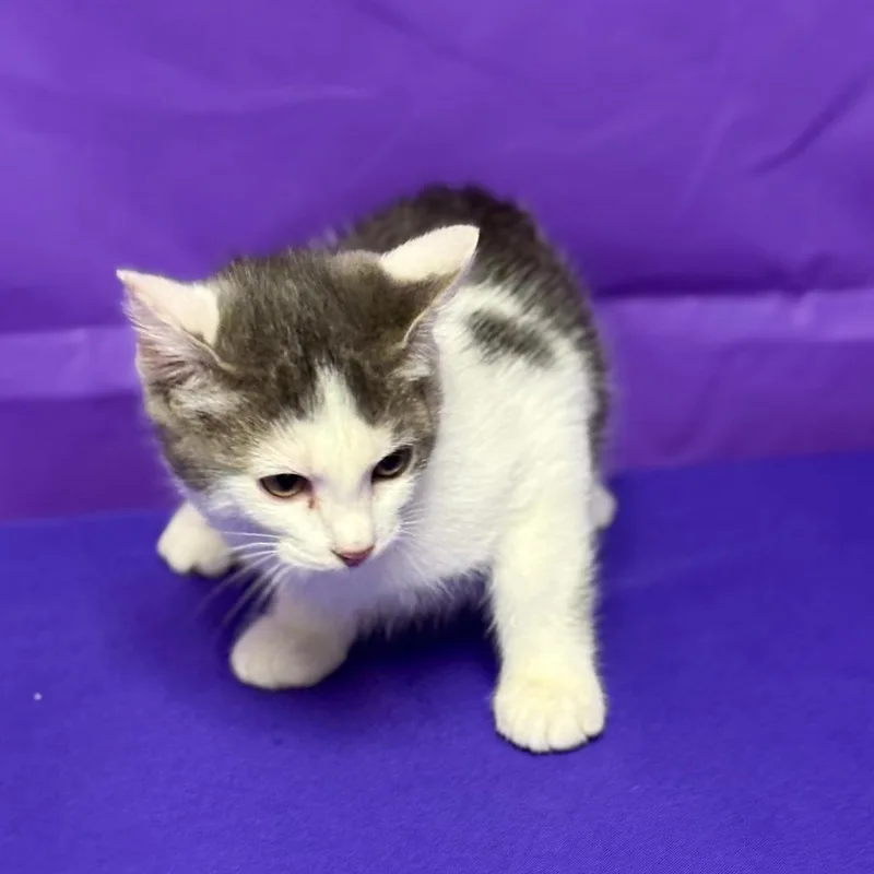 A baby small-sized male Domestic Short Hair cat named Bing for adoption in North Myrtle Beach, SC