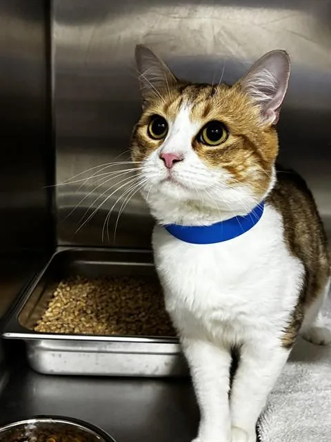 A young small-sized male Domestic Short Hair cat named Zingo for adoption in Upper Marlboro, MD