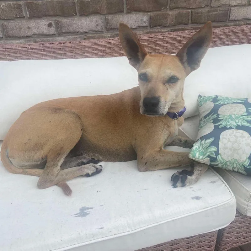 An adult small-sized female Chihuahua dog named Harper for adoption in Parrish, AL