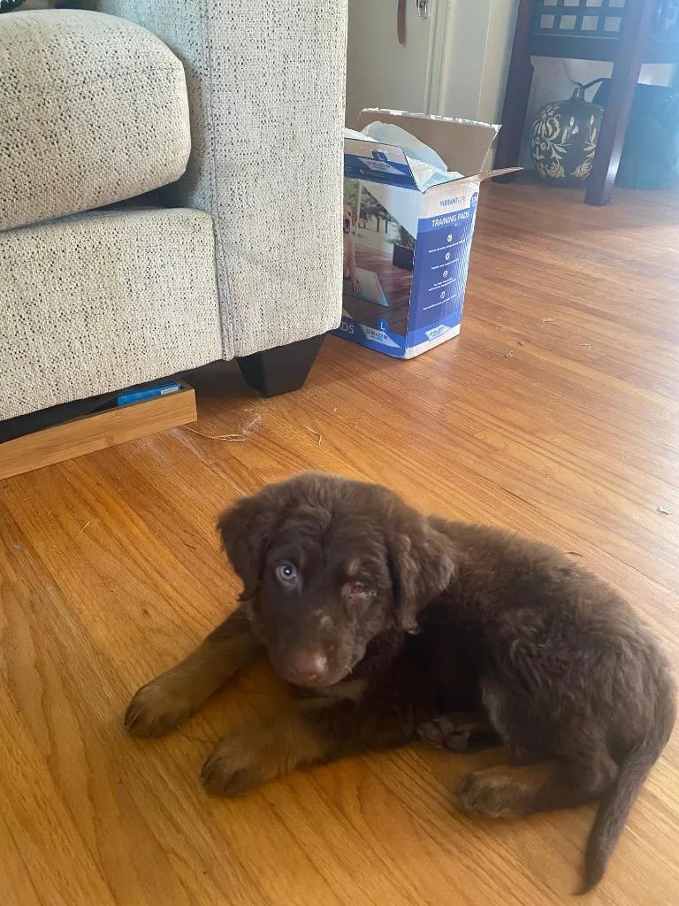 A baby small-sized male Mixed Breed dog named Pedro for adoption in Little Rock, AR