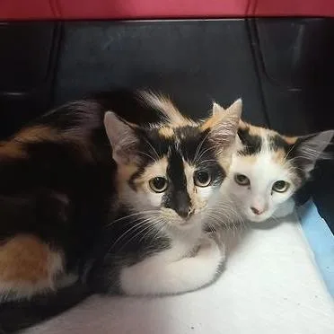 A baby small-sized female Calico Domestic Short Hair cat named Cal for adoption in New York, NY