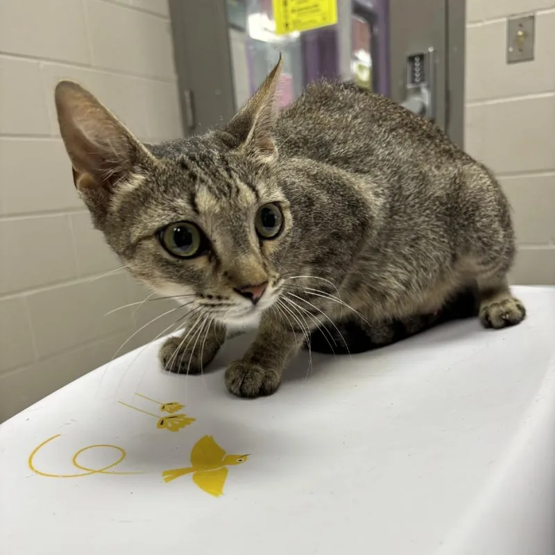 A young medium-sized female Gray / Blue / Silver Domestic Short Hair cat named Sweetie for adoption in Lufkin, TX