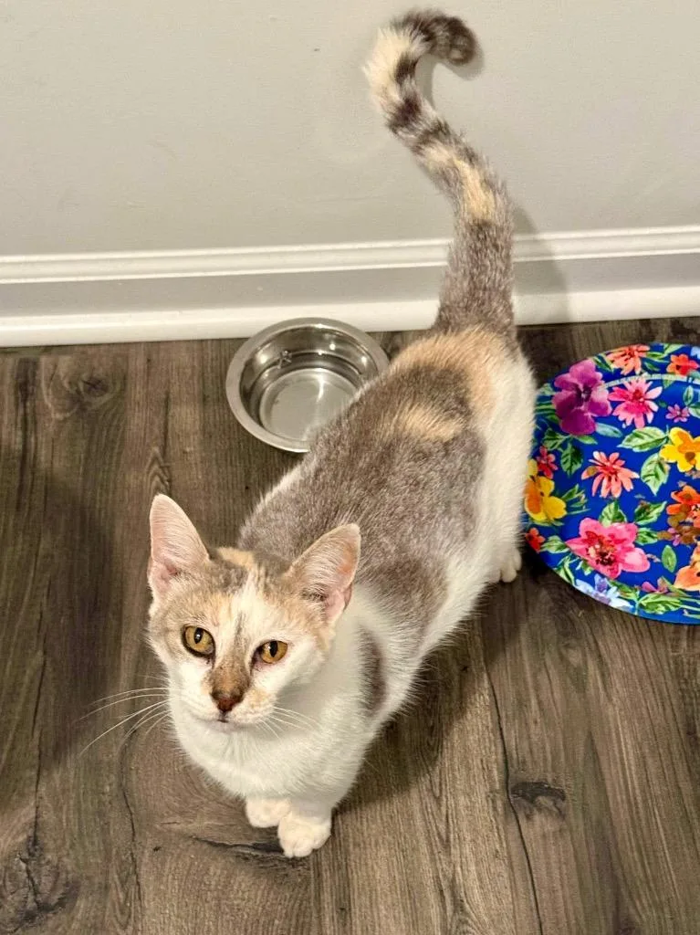 A young large-sized female Domestic Short Hair cat named Daphne for adoption in Augusta, GA