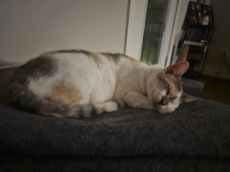 Daphne thumbnail 3