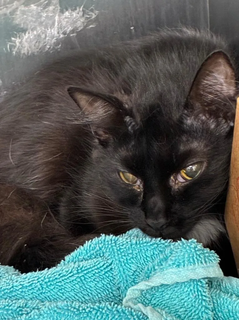 A baby small-sized female Domestic Medium Hair cat named Stratego for adoption in Hartsville, SC