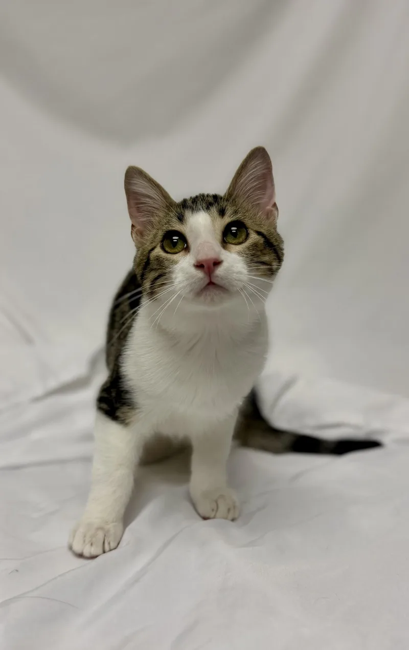 A young medium-sized male Domestic Short Hair cat named Raphael for adoption in Denver, CO