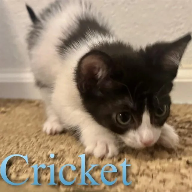A baby small-sized female Domestic Medium Hair cat named Cricket for adoption in Auburn, CA