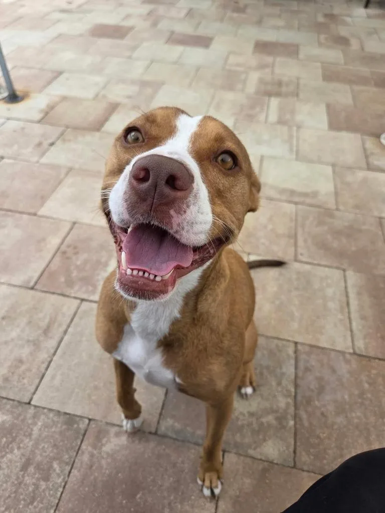 A young large-sized female Pit Bull Terrier dog named Callie for adoption in Sebastian, FL