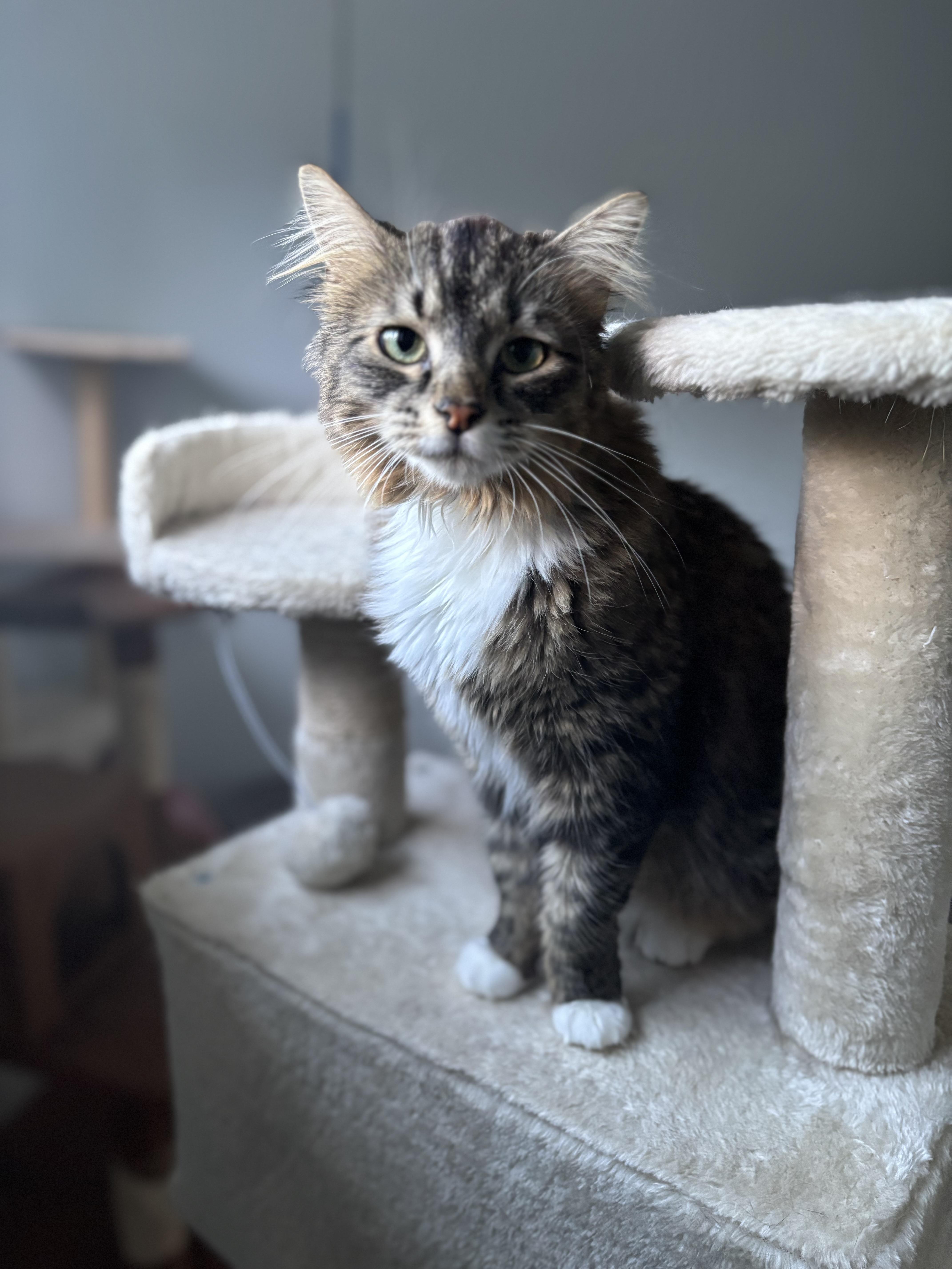 An adult medium-sized female Domestic Long Hair cat named Bella for adoption in Denver, CO