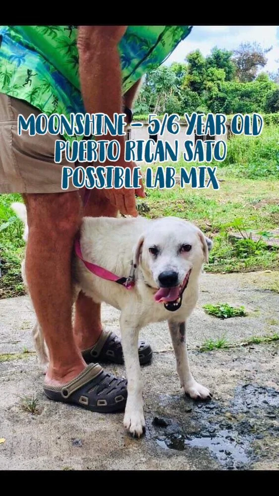 An adult medium-sized female Labrador Retriever dog named Sunshine for adoption in Dallas, PA