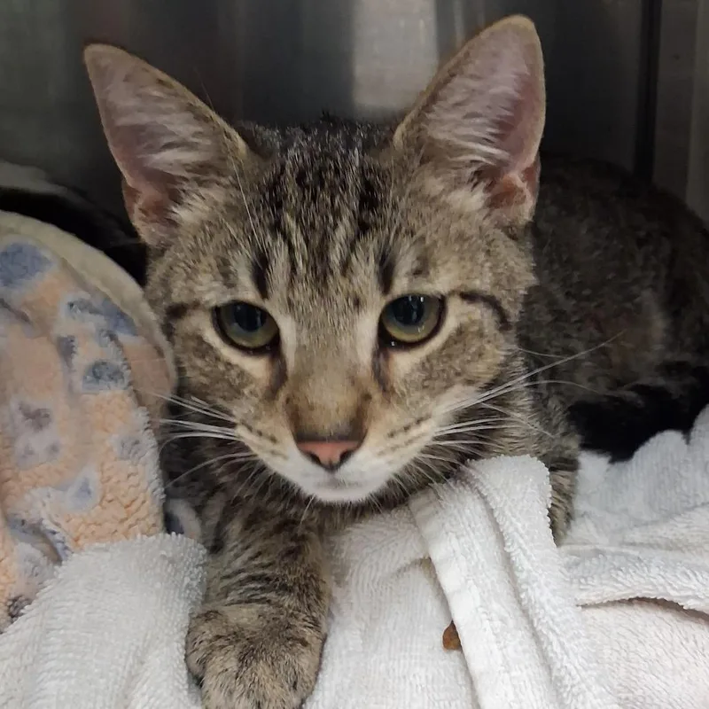 A young medium-sized male Brown / Chocolate Domestic Short Hair cat named Nosferatu for adoption in Newark, NJ