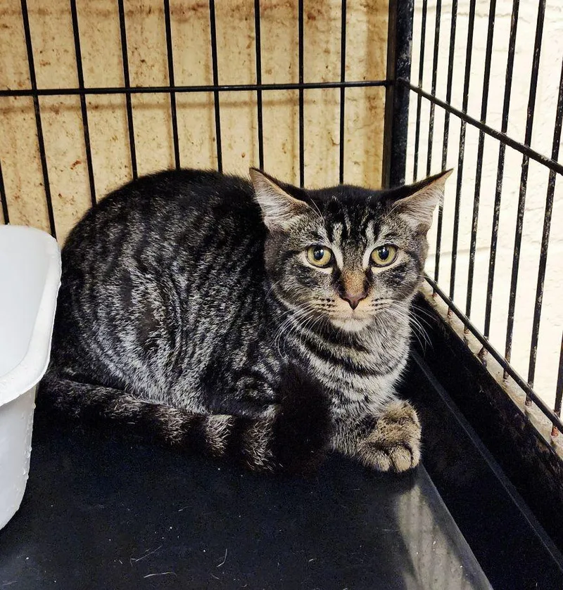A young medium-sized female Tabby cat named Lily for adoption in Perth Amboy, NJ