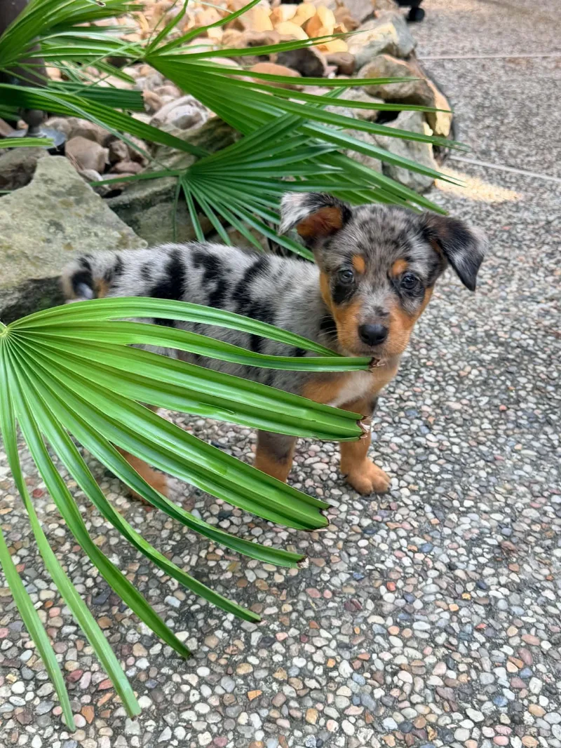 A baby medium-sized male Merle (Red) Australian Shepherd dog named Rusty for adoption in Humble, TX