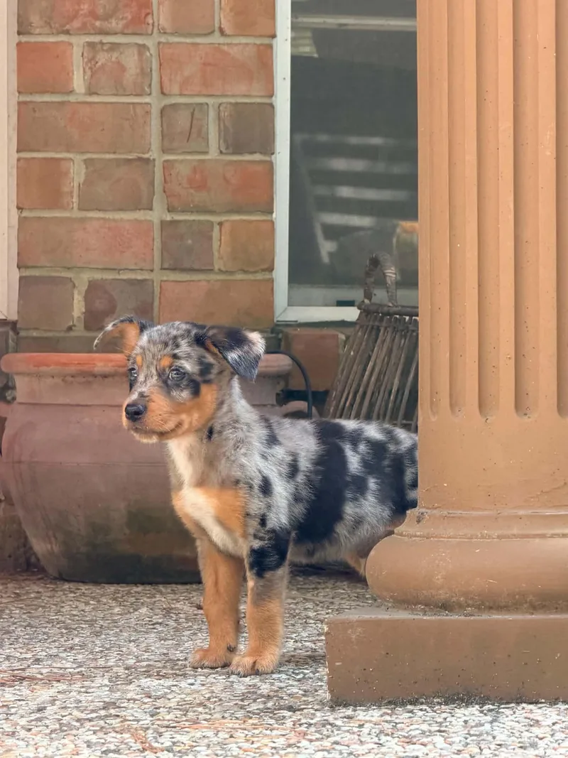 Rusty thumbnail 4