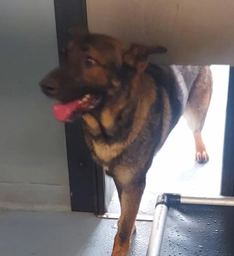 An adult large-sized male German Shepherd Dog dog named Riverside for adoption in Cartersville , GA