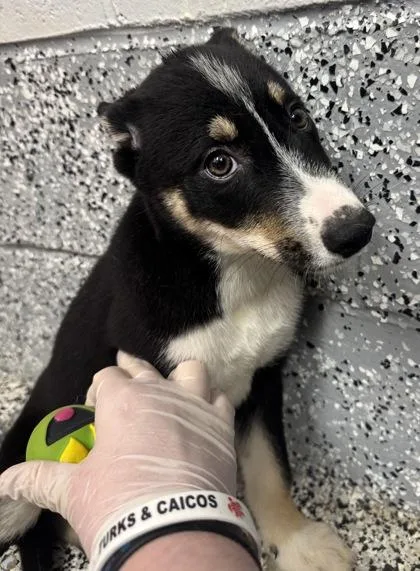 A baby small-sized male Siberian Husky dog named Marshall for adoption in West Chester, PA