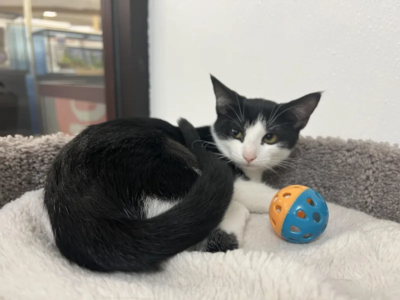 A baby medium-sized female Domestic Short Hair cat named Dahlia for adoption in Palmetto, FL