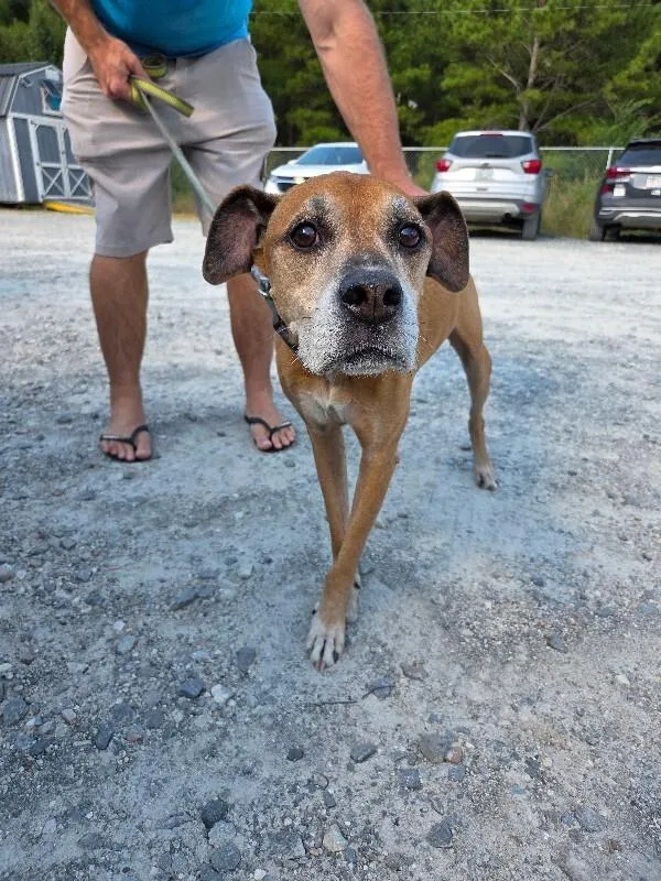 An adult medium-sized male Brown / Chocolate Boxer dog named Bubba for adoption in Burgaw, NC
