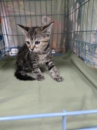 An adult small-sized female Domestic Short Hair cat named Tammy for adoption in Gainesville, FL