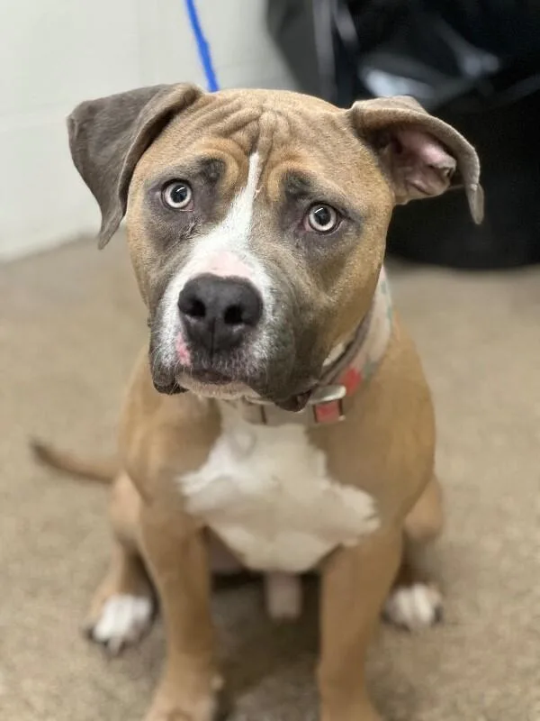 Rootbeer Float thumbnail 2