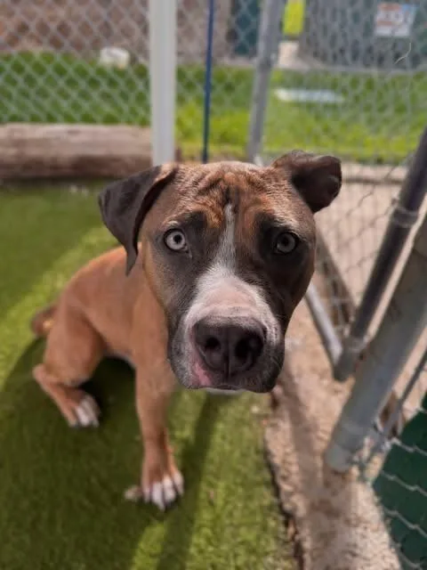 Rootbeer Float thumbnail 3