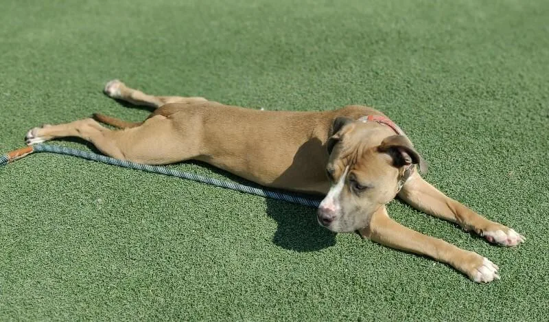 Rootbeer Float thumbnail 4