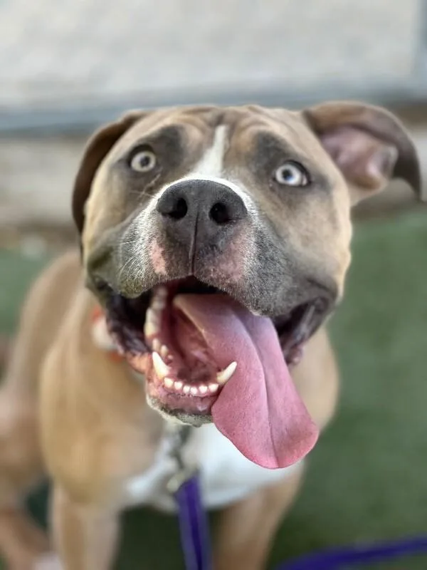 Rootbeer Float thumbnail 5