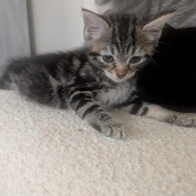 A baby small-sized male Domestic Short Hair cat named Bandy for adoption in mount vernon, AR