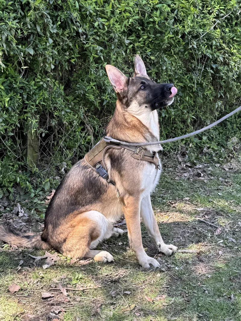 An adult large-sized male Brown / Chocolate German Shepherd Dog dog named Ace for adoption in Maynardville, TN