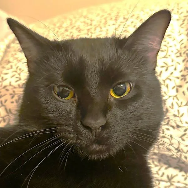 A young medium-sized male Domestic Short Hair cat named Black Jet for adoption in Des Moines, IA