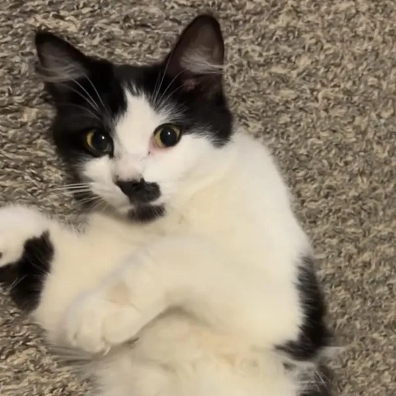 A young medium-sized female Black Domestic Medium Hair cat named Calamari for adoption in Riverside, CA