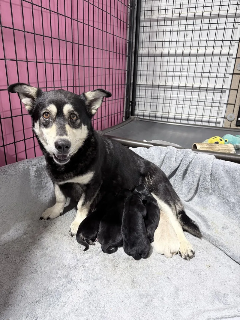 A young medium-sized female Mixed Breed dog named Ruby Rae for adoption in Sioux Falls, SD