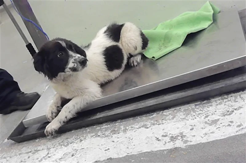 A baby small-sized female Border Collie dog named Lyric for adoption in Houston, TX
