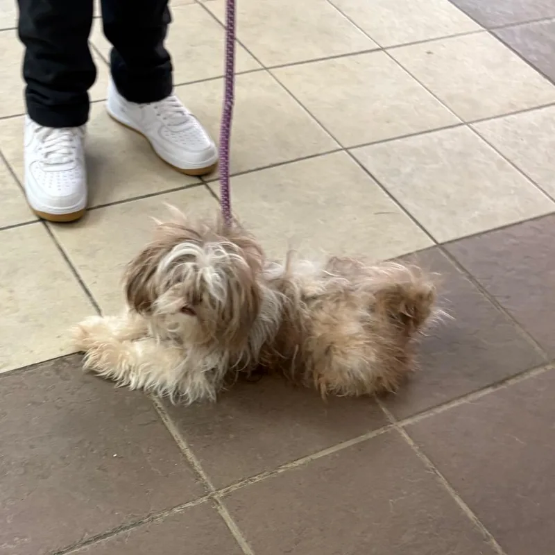 A young small-sized male White / Cream Mixed Breed dog named StrayWarmSpringsRoad for adoption in Columbus, GA