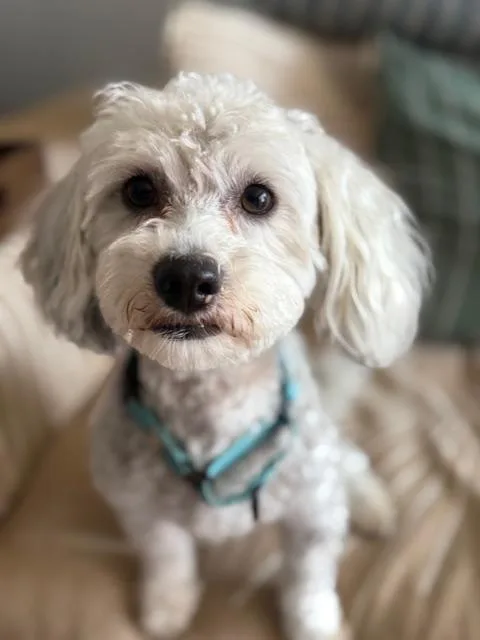 A young small-sized male White / Cream Poodle dog named Joey for adoption in Redondo Beach, CA
