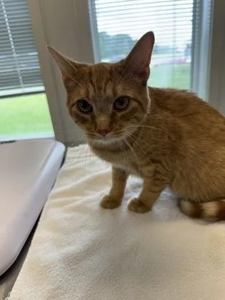 A young small-sized male Domestic Short Hair cat named Cookie Parfait for adoption in Lafayette, IN
