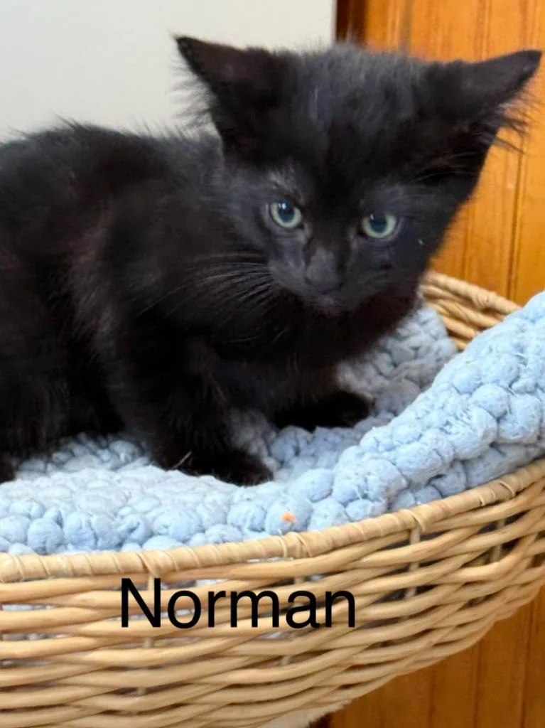 A baby small-sized male Domestic Short Hair cat named Norman for adoption in Saint Francisville, LA