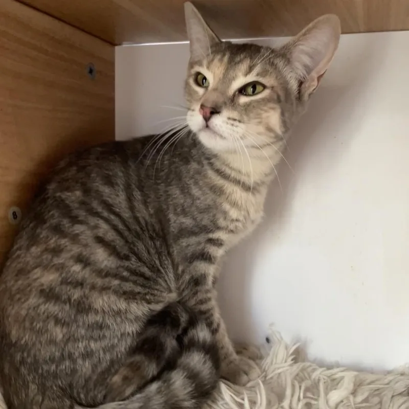 A young medium-sized female Gray / Blue / Silver Domestic Short Hair cat named Luz for adoption in Laredo, TX